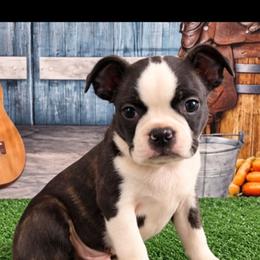 Spike - Black brindle and white male Boston Terrier puppy in Olanta, South Carolina from Julie's IHeart Boston Terrier's