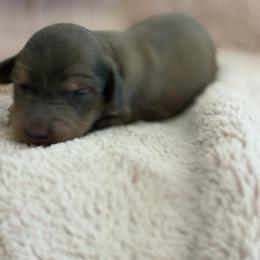 Cookie - Dapple male Dachshund puppy in Vancouver, Washington from Cascade Minis