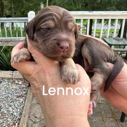 Lennox - Phantom female Goldendoodle puppy in Prosperity, Pennsylvania from Stelladoodles & Company