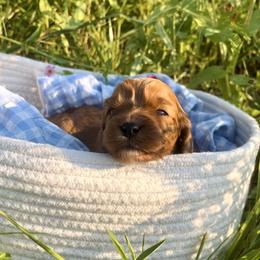 Daisy - Red female Cavapoo puppy in Knoxville, Tennessee from Dukes Forever Doodles
