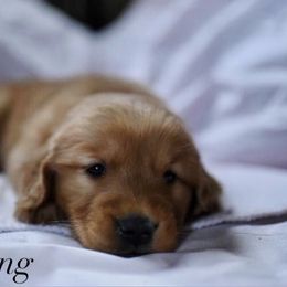 Bernedoodle and Golden Retriever Puppies from Golden Light Puppies