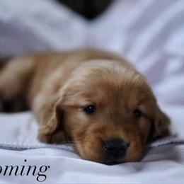 Bernedoodle and Golden Retriever Puppies from Golden Light Puppies