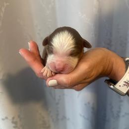 Clove - Red tri-color male Australian Shepherd puppy in Hemet, California from Perfect Companion Aussie's