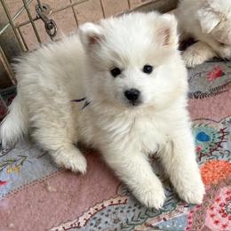 American Eskimo Dog Puppies from Jan Palmer