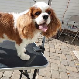 Murphy - Cavalier King Charles Spaniel