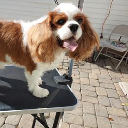 Murphy - Cavalier King Charles Spaniel