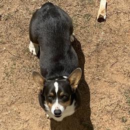 American Corgis and Pembroke Welsh Corgis from Cass County Corgi’s