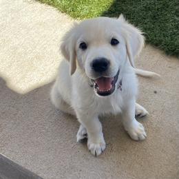 Golden Retriever Puppies from Golden Star Ranch Retrievers