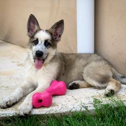 German Shepherd and White Shepherd Puppies from Scenic Creek German Shepherds