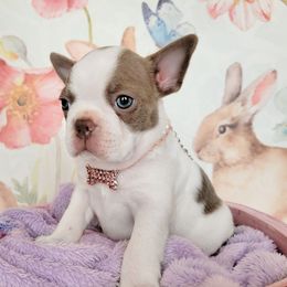 Boston Terrier Puppies from Our Gang Bostons