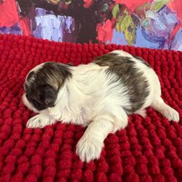 Coco - Parti female Maltipoo puppy in Lawrenceburg, Tennessee from LUV Poodles and Maltipoos