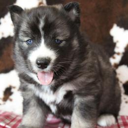 Maroon - Agouti and white female Siberian Husky puppy in York, Pennsylvania from Spalla Pups
