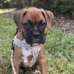 Boxer Puppies from Starlight Boxer Corner