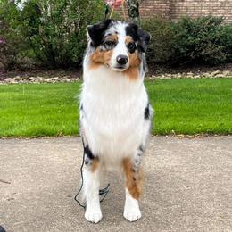Australian Shepherd Puppies from Grand Ridge Australian Shepherds
