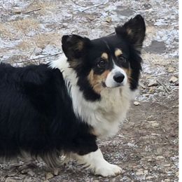 Waffles - Pembroke Welsh Corgi
