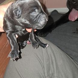 Boy 2 - Black male Cane Corso puppy in Clarksburg, West Virginia from West By God Virginia Cane Corso