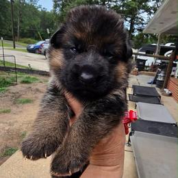 Ranger (Red Collar) - Black and tan male German Shepherd puppy in Roanoke, Alabama from Von Schönen Träumen German Shepherds
