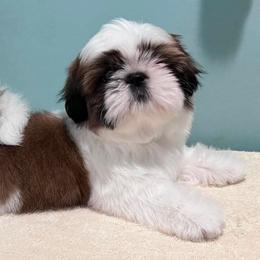 Chinese Cresteds from MilCrest Kennel