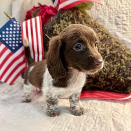 Zara - Piebald female Dachshund puppy in Hensley, Arkansas from The Dachshund Barn