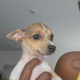 Chihuahua Puppies from Maldonado Pet Life Breeder LLC.
