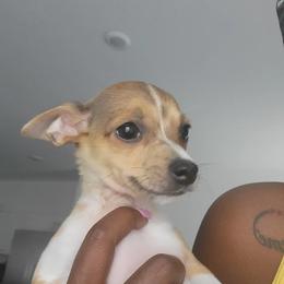Chihuahua Puppies from Maldonado Pet Life Breeder LLC.