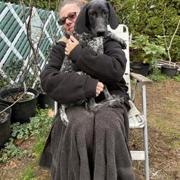Black Roan - Black roan female German Shorthaired Pointer puppy in New Bedford, Massachusetts from Foot Hunter Kennel