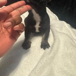 Boy 1 - Black and white male French Bulldog puppy in Fort Worth, Texas from Mina’s Minnies