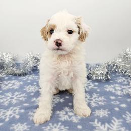 Rosemary - Red female Bernedoodle puppy in Granton, Wisconsin from Rose River Farms