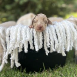 Boy- Chocolate dapple - Dapple Dachshund puppy in Pilot Rock, Oregon from Austin's Pups
