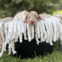 Boy- Chocolate dapple - Dapple Dachshund puppy in Pilot Rock, Oregon from Austin's Pups