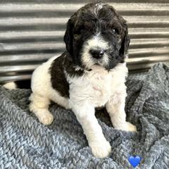 Goldendoodles and Saint Berdoodles from Southern Doodles of Eastern North Carolina