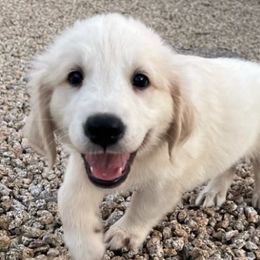 Golden Retrievers from Barking Buckeyes