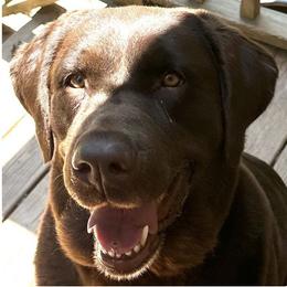 Jersey - Chocolate female Labrador Retriever puppy in Rock Hill, South Carolina from North Star Retrievers