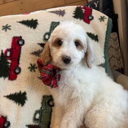 Denim collar male - Cream male Goldendoodle puppy in Christiana, Tennessee from Rechlicz Family Doodles