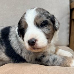 Arctic - Blue merle male Aussiedoodle puppy in Colorado Springs, Colorado from Pesky Redneck Mini Ranch