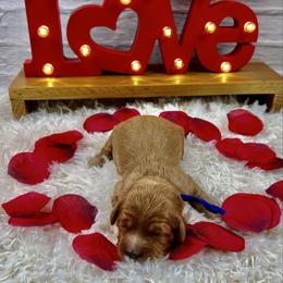 Gus Gus - Red male Cavapoo puppy in Lancaster, Missouri from Cavapoo Acres