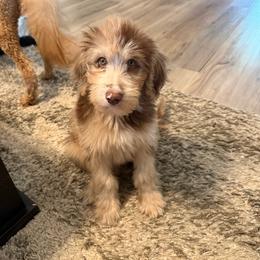 Davie - Brown merle male Aussiedoodle puppy in Sweetwater, Florida from Sandy Snout Doodles