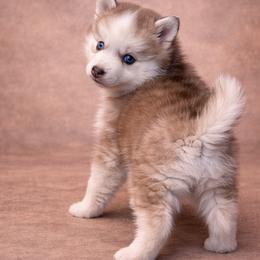 Adeline - Chocolate female Pomsky puppy in Amarillo, Texas from Pom Pom Pomskies