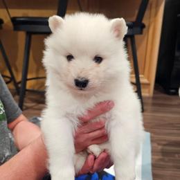 Jojo - White and biscuit female Samoyed puppy in West Jordan, Utah from Rocky Mountain Samoyeds