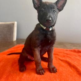 Leia (Mint) - Black sable female Belgian Malinois puppy in Buckeue, Arizona from Légende Vivante Du Chief Kennel