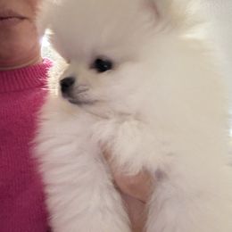 Cream boy - Cream male Pomeranian puppy in Haines City, Florida from My Baby Poms