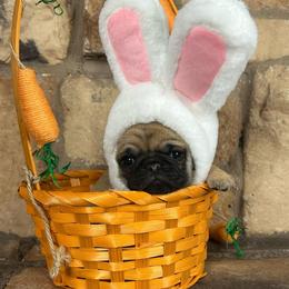 Gray collar - Fawn male Pug puppy in Tucson, Arizona from Furever Friends