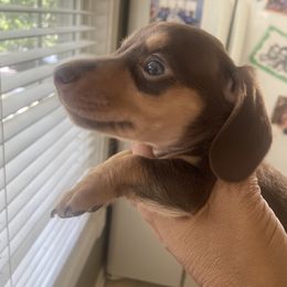 Toffee - Chocolate and cream male Dachshund puppy in Raleigh, North Carolina from Capital City Dachshunds