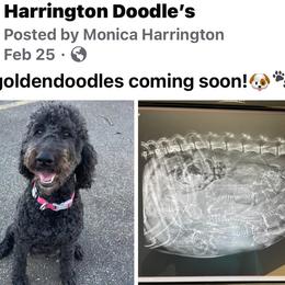 Goldendoodle Puppies from Harrington Doodles