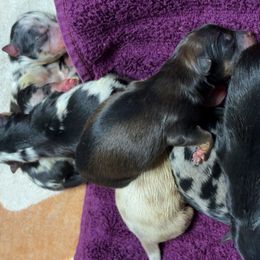 Pomeranians from Mendoza Pomeranian Farm