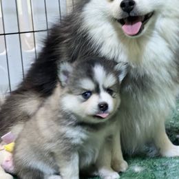 Black white female - Black and white female Pomsky puppy in Enid, Oklahoma from Mile Hi Pomskies