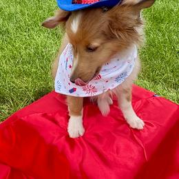 Bourbon - Sable & white male Toy Shetland Sheepdog puppy in Indianapolis, Indiana from Skoshie’s Shelties