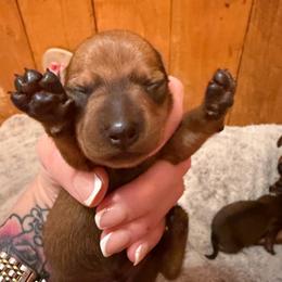 Alexis - Sable female Dachshund puppy in Madisonville, Texas from Little B’s Dachshund Farm