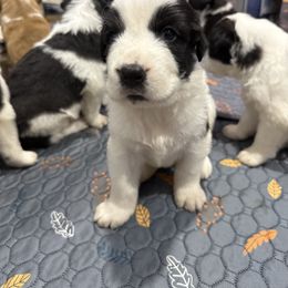 Roo - Black and gray male Caucasian Shepherd Dog puppy in Salisbury, Delaware from Blue Line Kennels