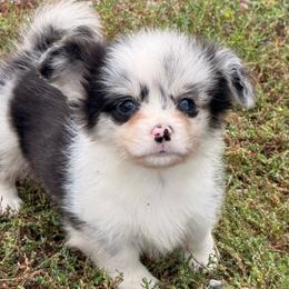 Lil Baby Mae - Blue merle and white female American Corgi puppy in Heyworth, Illinois from Schumaker Corgis